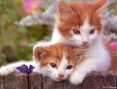 Top 3 con Giáp yêu chiều vợ và người yêu vô điều kiện